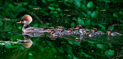 hooded merganser and chicks