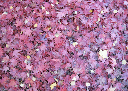 Fall Ruby Leaves
