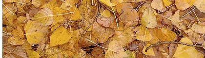 Fall Leaves