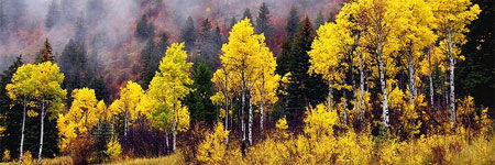Fall In Idaho