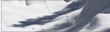 Snowtracks