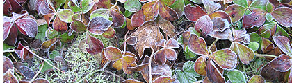 Frosted Leaves