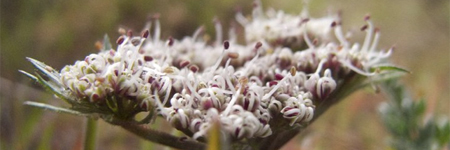 Nisqually National Wildlife Refuge