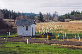 Small trees in tubes have been planted for riparian habitat restoration.